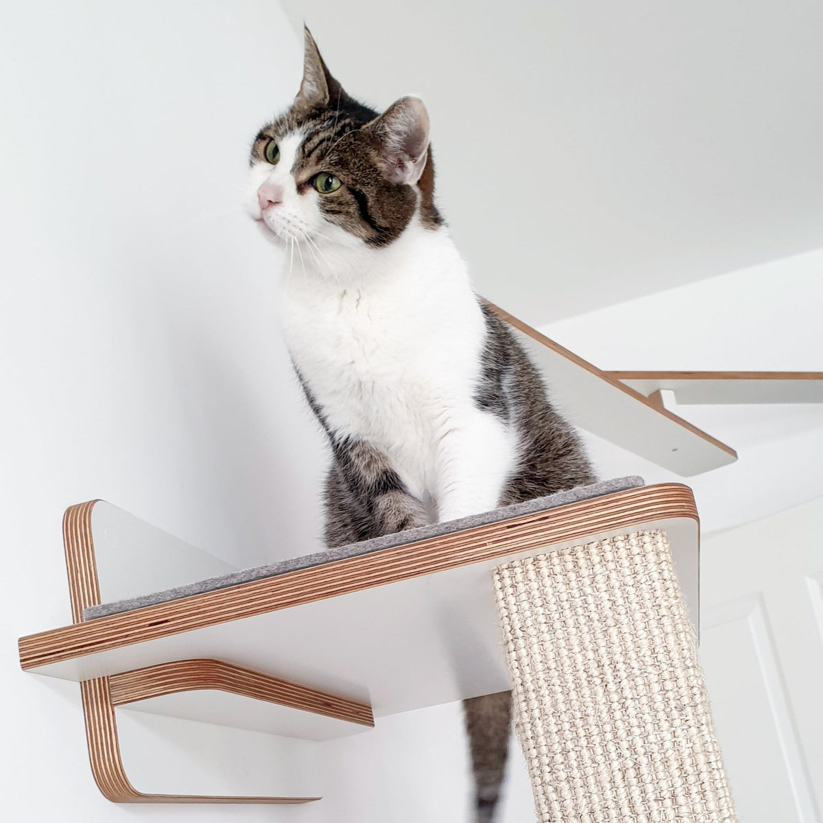 Streuner | CATWALK für Katzen