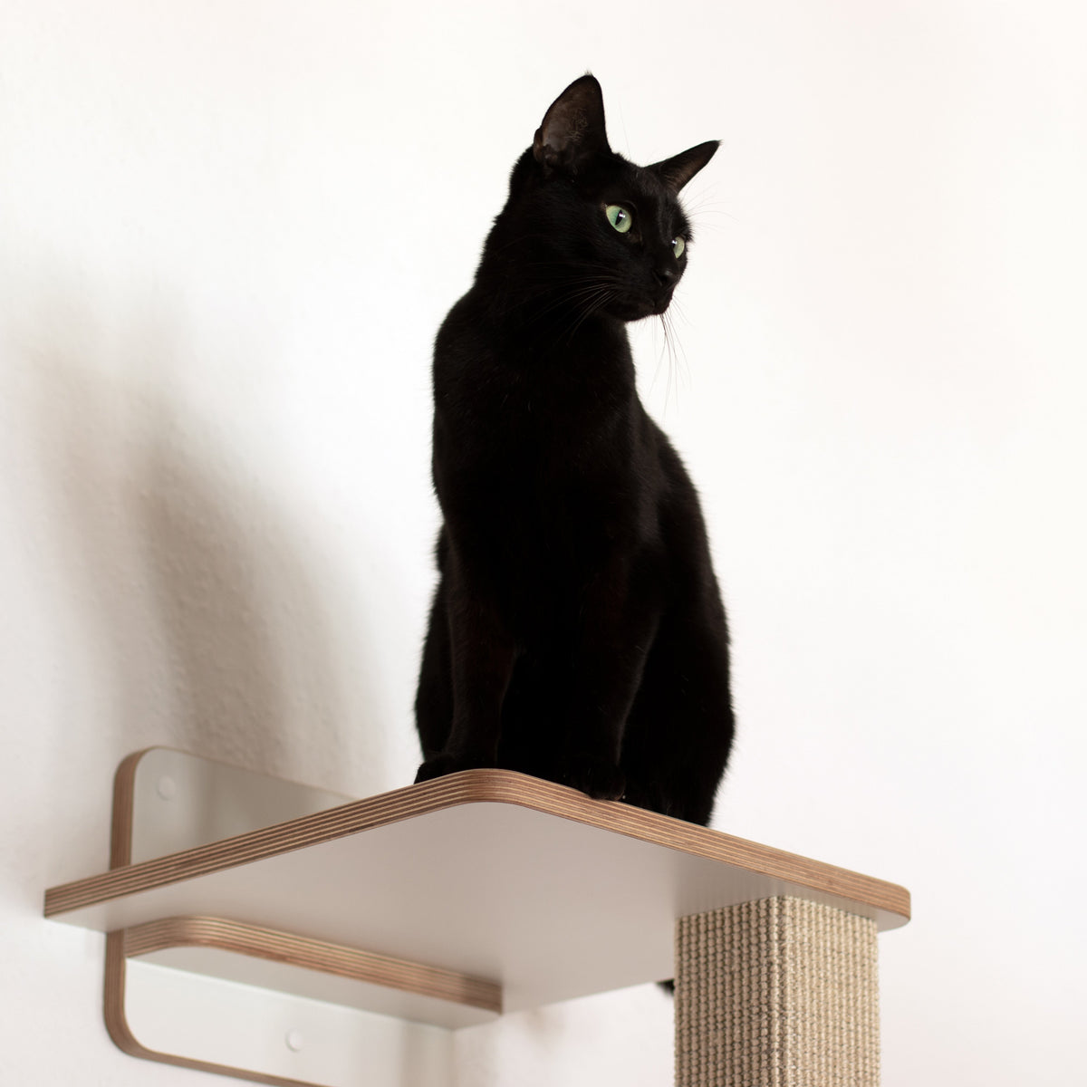 Detailaufnahme des Plateaus eines Kletter-Kratzstammes. Auf dem Plateau sitzt eine schwarze Katze.
