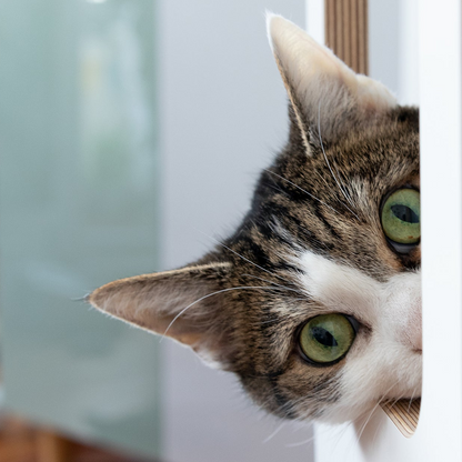 SCRATCH & REST TOWER for cats with scratching surface