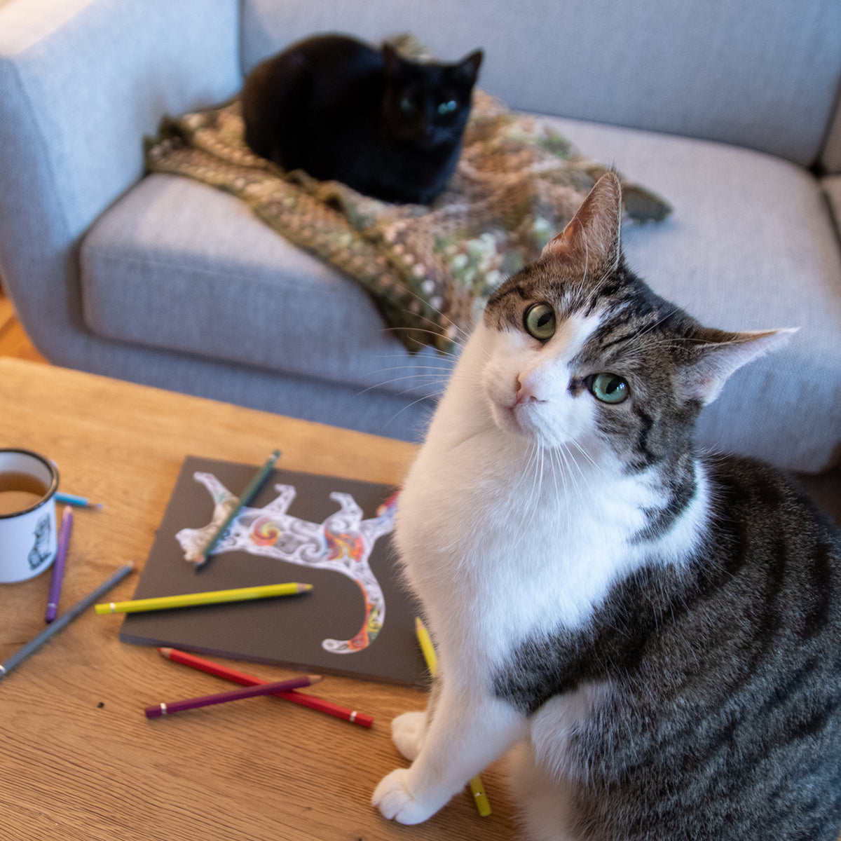 Coloring Book - Black Premium. Cats