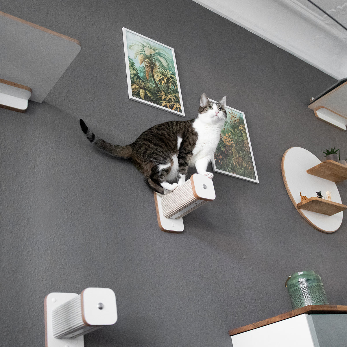 Aufnahme von zwei Hüpfstämmen, die wie eine Treppe zueinander positioniert sind. Auf der höher gelegenen Kletterstufe steht eine Katze, die absprungbereit ist.