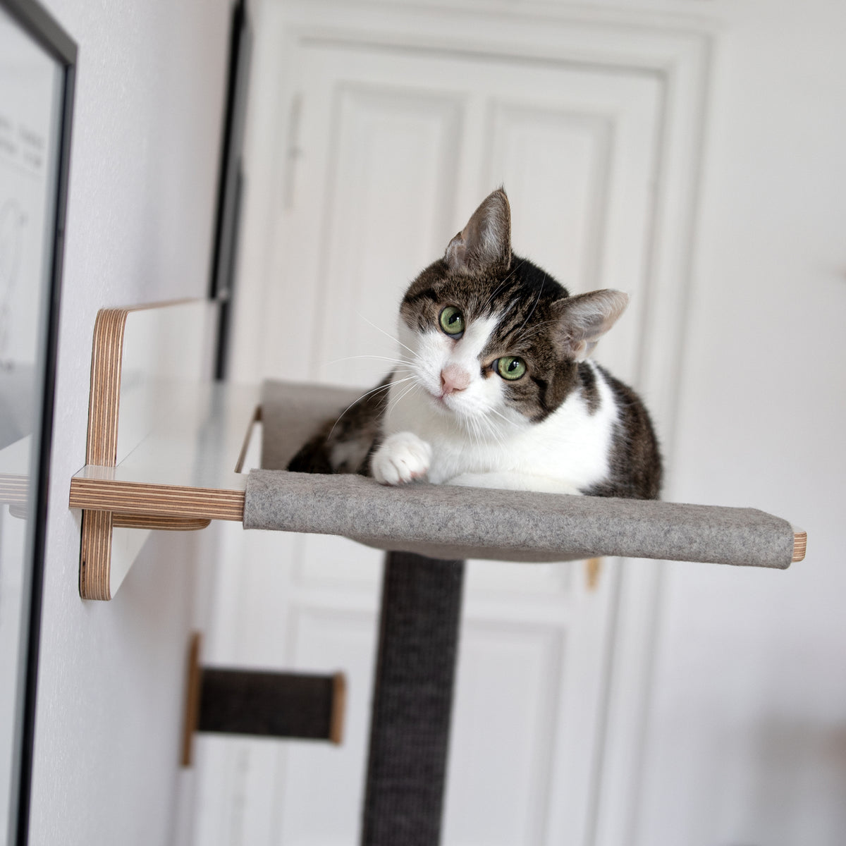 Eine Katze liegt auf der Hängematte und blickt in die Kamera.