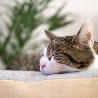 Couch potato