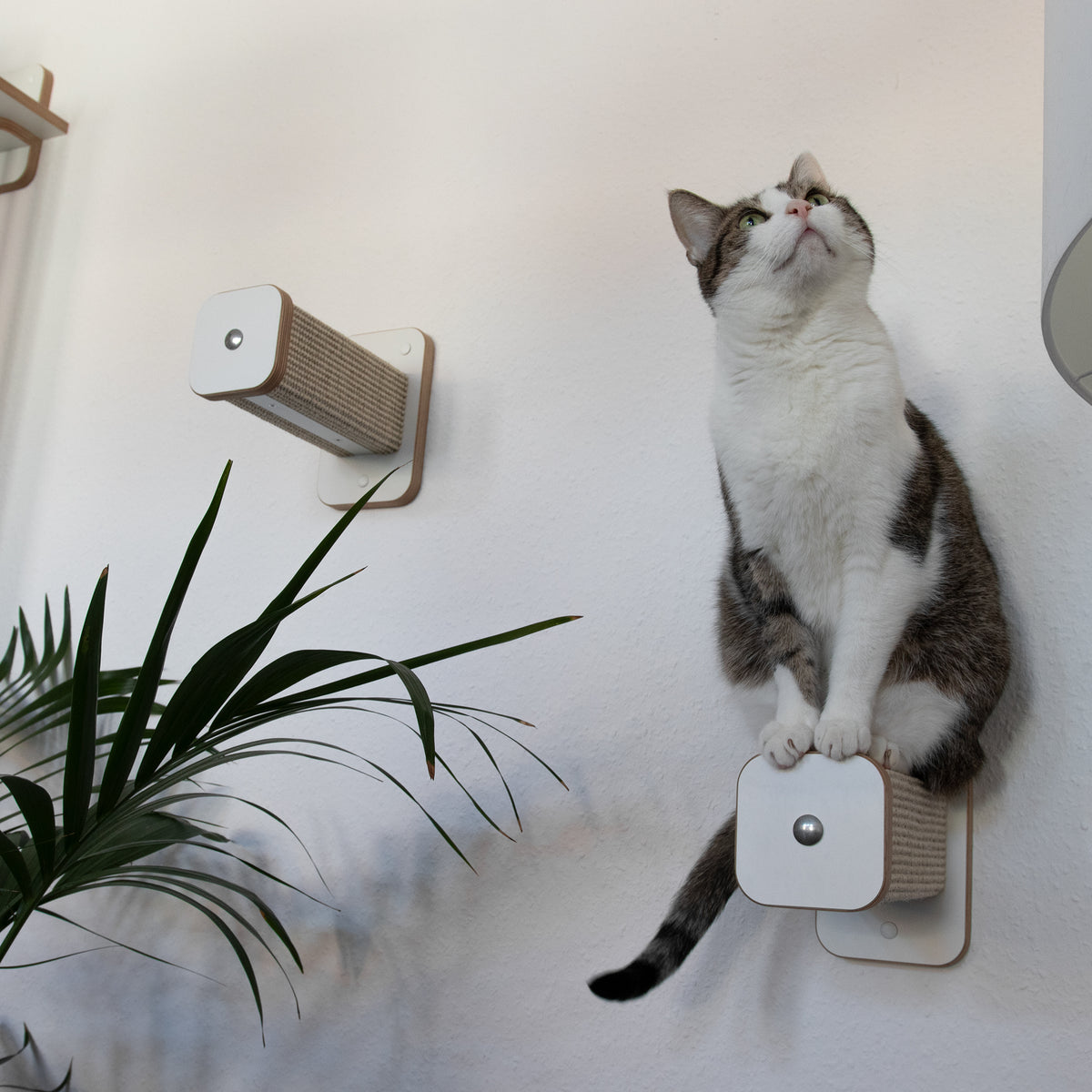 Darstellung von zwei Hüpfstämmen. Auf der rechten Kletterstufe sitzt eine Katze, die nach oben schaut.
